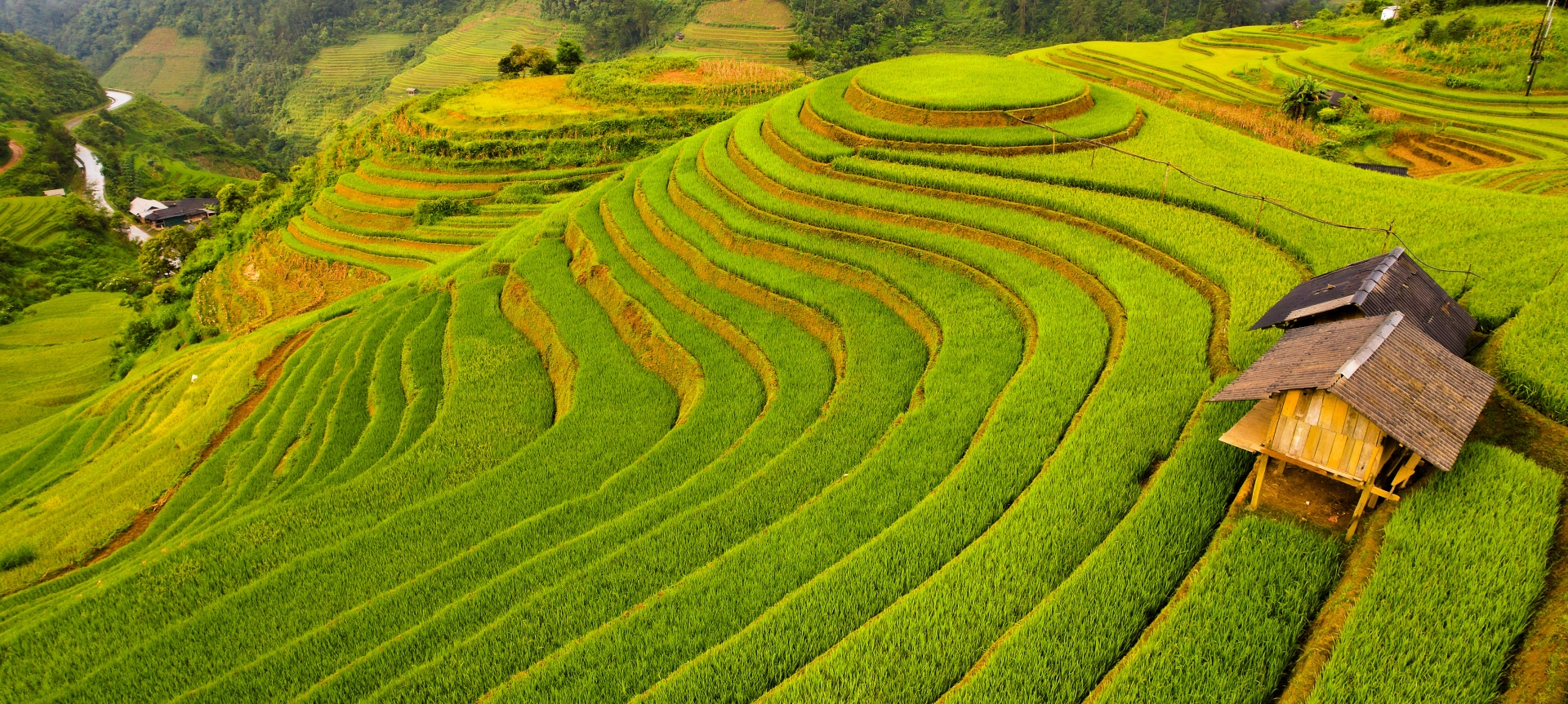 Mu Cang Chai